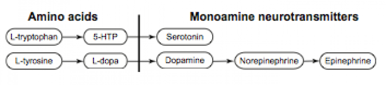 synthesis pathway of serotonin and catecholamines