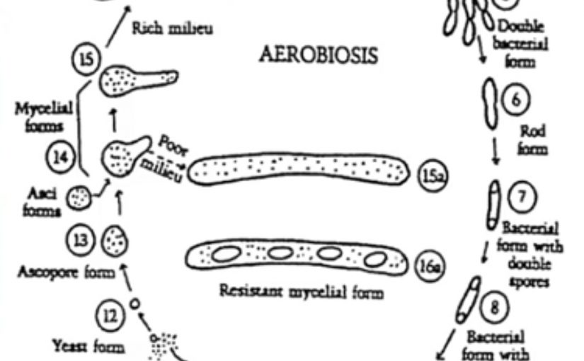Aerobiosis Chart